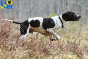 Mehr über den Artikel erfahren English Pointer Züchter und Welpen in Olmütz