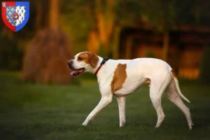 Mehr über den Artikel erfahren English Pointer Züchter und Welpen in Pays de la Loire