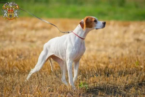 Mehr über den Artikel erfahren English Pointer Züchter und Welpen in Prag