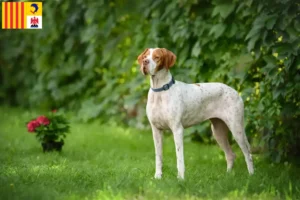 Mehr über den Artikel erfahren English Pointer Züchter und Welpen in der Provence-Alpes-Côte d’Azur