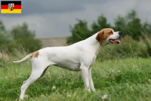 Mehr über den Artikel erfahren English Pointer Züchter und Welpen im Saarland