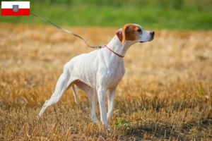 Mehr über den Artikel erfahren English Pointer Züchter und Welpen in Thüringen