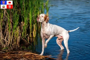 Mehr über den Artikel erfahren English Pointer Züchter und Welpen in Vysočina