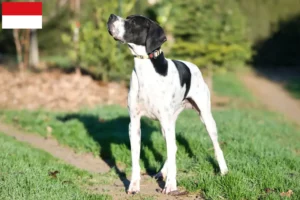 Mehr über den Artikel erfahren English Pointer Züchter und Welpen in Wien