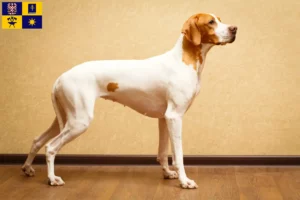 Mehr über den Artikel erfahren English Pointer Züchter und Welpen in Zlín