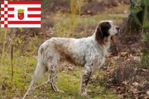 Mehr über den Artikel erfahren English Setter Züchter und Welpen in Bremen