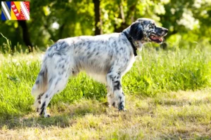 Mehr über den Artikel erfahren English Setter Züchter und Welpen in Grand Est