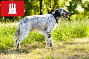 Mehr über den Artikel erfahren English Setter Züchter und Welpen in Hamburg