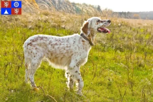 Mehr über den Artikel erfahren English Setter Züchter und Welpen in Liberec