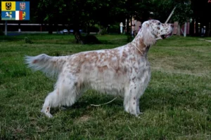 Mehr über den Artikel erfahren English Setter Züchter und Welpen in Mähren-Schlesien