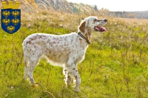 Mehr über den Artikel erfahren English Setter Züchter und Welpen in Niederösterreich