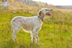 Mehr über den Artikel erfahren English Setter Züchter und Welpen in Nordjylland