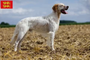 Mehr über den Artikel erfahren English Setter Züchter und Welpen in der Normandie