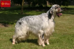 Mehr über den Artikel erfahren English Setter Züchter und Welpen in Okzitanien