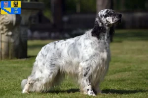 Mehr über den Artikel erfahren English Setter Züchter und Welpen in Olmütz