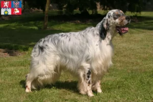 Mehr über den Artikel erfahren English Setter Züchter und Welpen in Pardubice