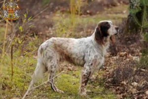 Mehr über den Artikel erfahren English Setter Züchter und Welpen in Prag