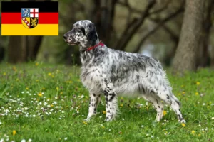 Mehr über den Artikel erfahren English Setter Züchter und Welpen im Saarland