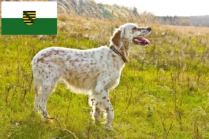 Mehr über den Artikel erfahren English Setter Züchter und Welpen in Sachsen