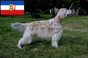 Mehr über den Artikel erfahren English Setter Züchter und Welpen in Schleswig-Holstein