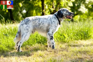 Mehr über den Artikel erfahren English Setter Züchter und Welpen in Südböhmen