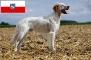 Mehr über den Artikel erfahren English Setter Züchter und Welpen in Thüringen