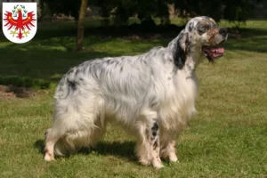 Mehr über den Artikel erfahren English Setter Züchter und Welpen in Tirol