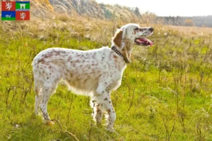 Mehr über den Artikel erfahren English Setter Züchter und Welpen in Ústí