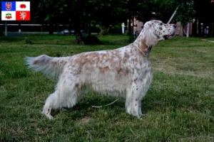 Mehr über den Artikel erfahren English Setter Züchter und Welpen in Vysočina