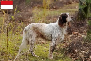 Mehr über den Artikel erfahren English Setter Züchter und Welpen in Wien