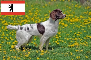 Mehr über den Artikel erfahren English Springer Spaniel Züchter und Welpen in Berlin