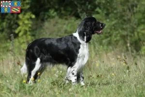 Mehr über den Artikel erfahren English Springer Spaniel Züchter und Welpen in Bourgogne-Franche-Comté