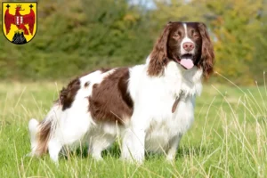 Mehr über den Artikel erfahren English Springer Spaniel Züchter und Welpen im Burgenland