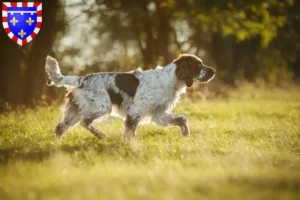 Mehr über den Artikel erfahren English Springer Spaniel Züchter und Welpen in Centre-Val de Loire