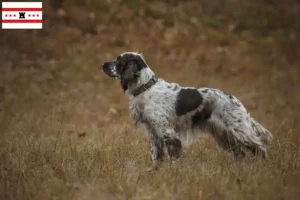 Mehr über den Artikel erfahren English Springer Spaniel Züchter und Welpen in Drenthe