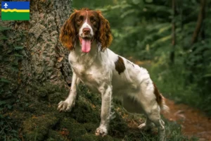 Mehr über den Artikel erfahren English Springer Spaniel Züchter und Welpen in Flevoland