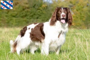 Mehr über den Artikel erfahren English Springer Spaniel Züchter und Welpen in Friesland