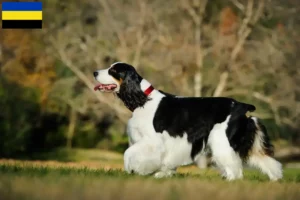 Mehr über den Artikel erfahren English Springer Spaniel Züchter und Welpen in Gelderland