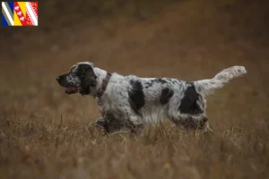 Mehr über den Artikel erfahren English Springer Spaniel Züchter und Welpen in Grand Est