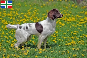 Mehr über den Artikel erfahren English Springer Spaniel Züchter und Welpen in Groningen