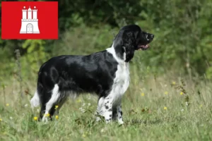 Mehr über den Artikel erfahren English Springer Spaniel Züchter und Welpen in Hamburg