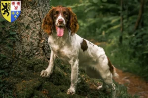 Mehr über den Artikel erfahren English Springer Spaniel Züchter und Welpen in Hauts-de-France