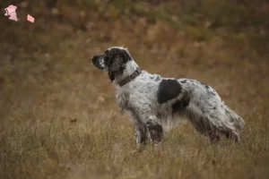 Mehr über den Artikel erfahren English Springer Spaniel Züchter und Welpen in Hovedstaden