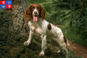 Mehr über den Artikel erfahren English Springer Spaniel Züchter und Welpen in Hradec Králové