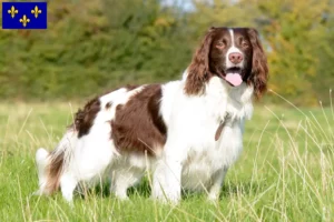 Mehr über den Artikel erfahren English Springer Spaniel Züchter und Welpen in Île-de-France