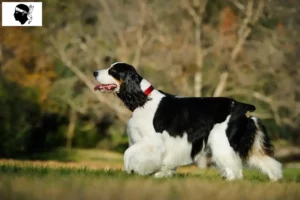 Mehr über den Artikel erfahren English Springer Spaniel Züchter und Welpen auf Korsika