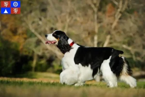 Mehr über den Artikel erfahren English Springer Spaniel Züchter und Welpen in Liberec