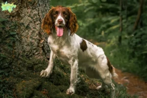 Mehr über den Artikel erfahren English Springer Spaniel Züchter und Welpen in Midtjylland