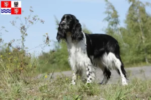 Mehr über den Artikel erfahren English Springer Spaniel Züchter und Welpen in Mittelböhmen