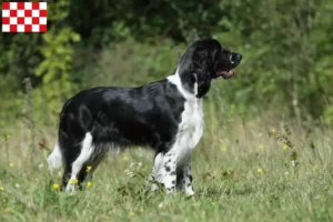 Mehr über den Artikel erfahren English Springer Spaniel Züchter und Welpen in Nordbrabant